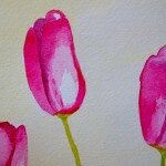 Pink Tulip - Melissa AuClair