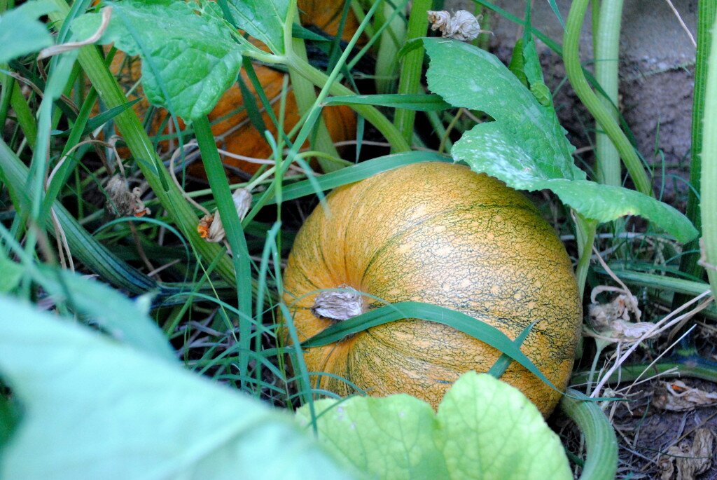 hiding pumpkins