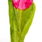 Long stemmed Tulip